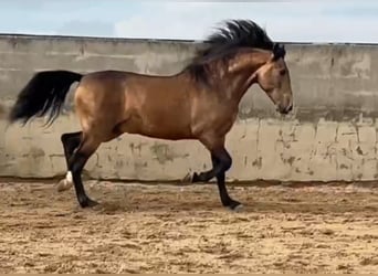 PRE, Stallion, 4 years, 16 hh, Buckskin