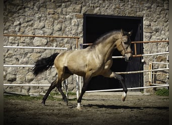 PRE Mix, Stallion, 4 years, 16 hh, Buckskin