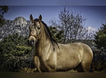 PRE Mix, Stallion, 4 years, 16 hh, Buckskin