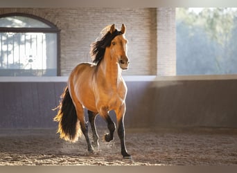 PRE Mix, Stallion, 4 years, 16 hh, Buckskin