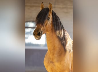 PRE Mix, Stallion, 4 years, 16 hh, Buckskin