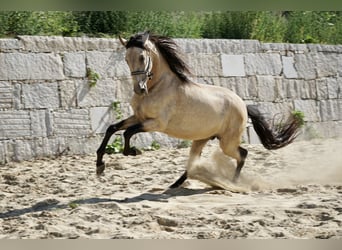 PRE, Stallion, 4 years, 16 hh, Buckskin