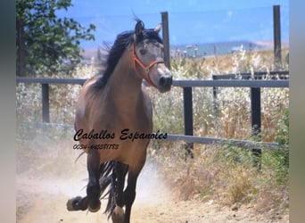PRE Mix, Stallion, 4 years, 16 hh, Buckskin