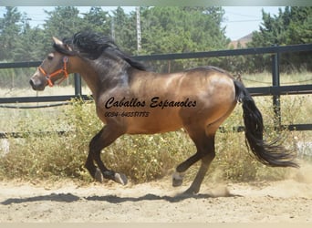 PRE Mix, Stallion, 4 years, 16 hh, Buckskin