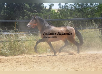 PRE Mix, Stallion, 4 years, 16 hh, Buckskin
