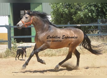 PRE Mix, Stallion, 4 years, 16 hh, Buckskin