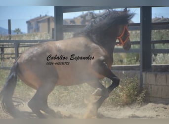 PRE Mix, Stallion, 4 years, 16 hh, Buckskin