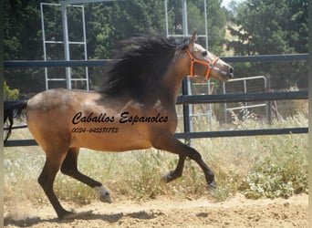 PRE Mix, Stallion, 4 years, 16 hh, Buckskin