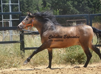 PRE Mix, Stallion, 4 years, 16 hh, Buckskin