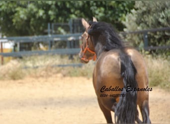 PRE Mix, Stallion, 4 years, 16 hh, Buckskin