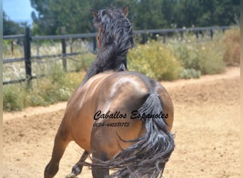 PRE Mix, Stallion, 4 years, 16 hh, Buckskin