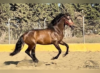 PRE, Stallion, 4 years, 16 hh, Buckskin