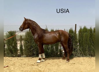 PRE Mix, Stallion, 4 years, 16 hh, Chestnut-Red