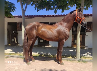 PRE, Stallion, 4 years, 16 hh, Chestnut-Red