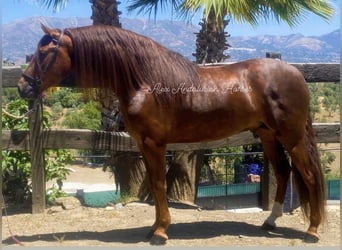 PRE Mix, Stallion, 4 years, 16 hh, Chestnut-Red