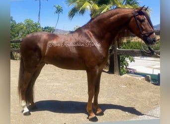 PRE Mix, Stallion, 4 years, 16 hh, Chestnut-Red