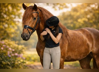 PRE, Stallion, 4 years, 16 hh, Chestnut-Red