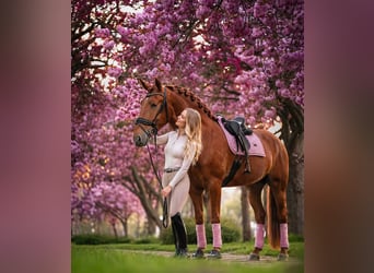 PRE, Stallion, 4 years, 16 hh, Chestnut-Red