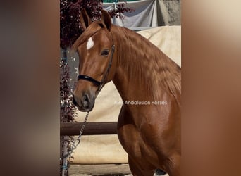 PRE Mix, Stallion, 4 years, 16 hh, Chestnut-Red