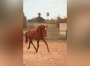 PRE, Stallion, 4 years, 16 hh, Chestnut-Red