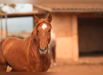 PRE, Stallion, 4 years, 16 hh, Chestnut-Red