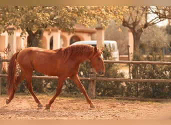PRE, Stallion, 4 years, 16 hh, Chestnut-Red