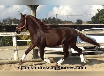 PRE, Stallion, 4 years, 16 hh, Chestnut-Red