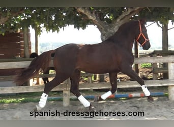 PRE, Stallion, 4 years, 16 hh, Chestnut-Red