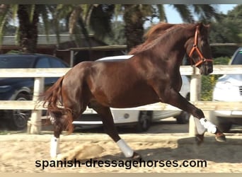 PRE, Stallion, 4 years, 16 hh, Chestnut-Red