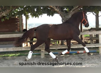 PRE, Stallion, 4 years, 16 hh, Chestnut-Red