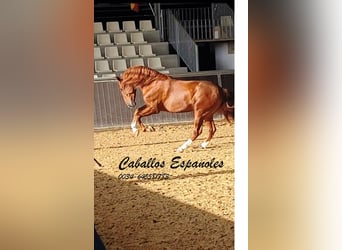 PRE Mix, Stallion, 4 years, 16 hh, Chestnut-Red