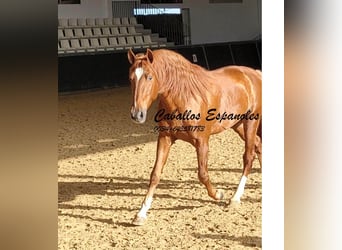 PRE Mix, Stallion, 4 years, 16 hh, Chestnut-Red