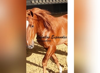 PRE Mix, Stallion, 4 years, 16 hh, Chestnut-Red