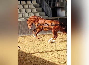 PRE Mix, Stallion, 4 years, 16 hh, Chestnut-Red