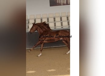 PRE Mix, Stallion, 4 years, 16 hh, Chestnut-Red