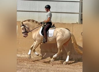 PRE Mix, Stallion, 4 years, 16 hh, Cremello