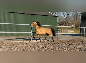 PRE Mix, Stallion, 4 years, 16 hh, Dun