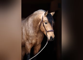 PRE Mix, Stallion, 4 years, 16 hh, Dun