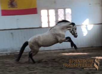 PRE Mix, Stallion, 4 years, 16 hh, Dun