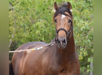 PRE, Stallion, 4 years, 16 hh, Dun