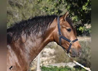 PRE, Stallion, 4 years, 16 hh, Dun