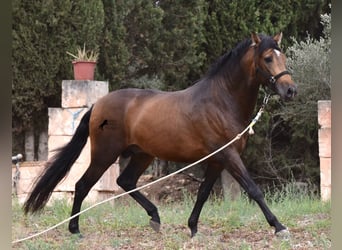 PRE, Stallion, 4 years, 16 hh, Dun