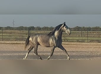 PRE Mix, Stallion, 4 years, 16 hh, Gray-Blue-Tan