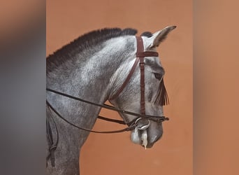 PRE, Stallion, 4 years, 16 hh, Gray-Dapple