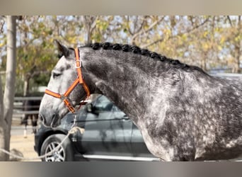 PRE, Stallion, 4 years, 16 hh, Gray-Dapple