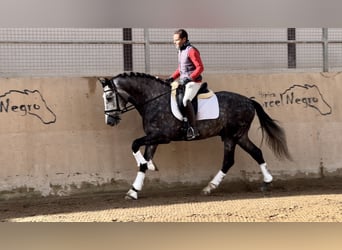 PRE, Stallion, 4 years, 16 hh, Gray-Dapple