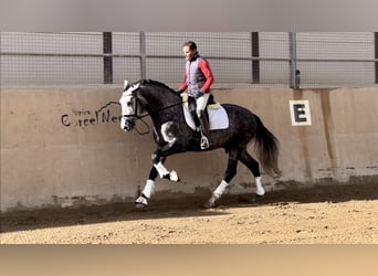 PRE, Stallion, 4 years, 16 hh, Gray-Dapple