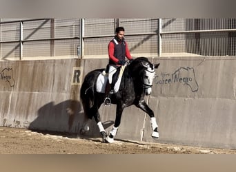 PRE, Stallion, 4 years, 16 hh, Gray-Dapple