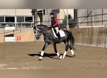 PRE, Stallion, 4 years, 16 hh, Gray-Dapple
