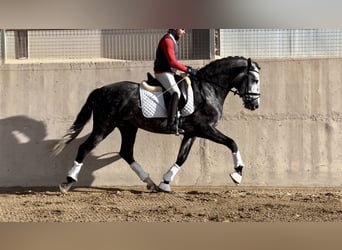 PRE, Stallion, 4 years, 16 hh, Gray-Dapple